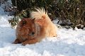 kschnee (2)